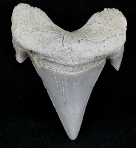 Nice Otodus Shark Tooth Fossil - Eocene #24490
